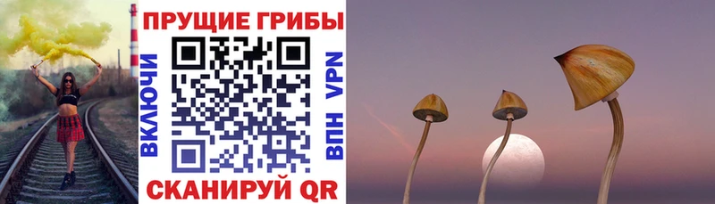 Галлюциногенные грибы Psilocybine cubensis  Карачев 